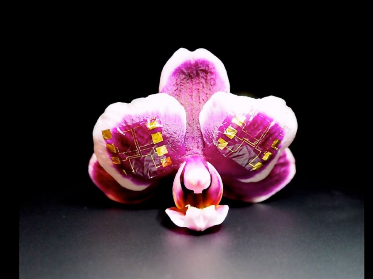 IGT-based NAND and NOR gates conform to the surface of orchid petals (left). Scale bar, 1cm. Optical micrographs of NOR (upper right) and NAND (lower right) logic gates. Input (I1, I2) and output (O) configuration is indicated. Scale bar, 100 ?m. Credit: Jennifer Gelinas/Columbia University Irving Medical Center
