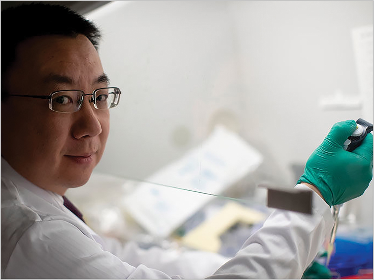 Associate professor of endodontology Dr. Maobin Yang works in the Regenerative Health Research Laboratory at the Kornberg School of Dentistry. Photo by Ryan S. Brandenberg