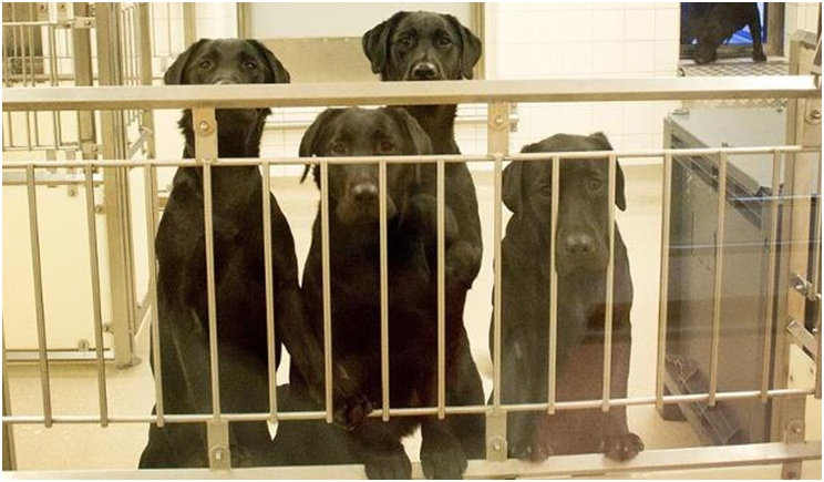 The University of Gothenberg says that the use of dogs gives researchers unique opportunities for simulating the human oral cavity and jaw. Photo by Matilda Andersson Nwachukwu/Spionen