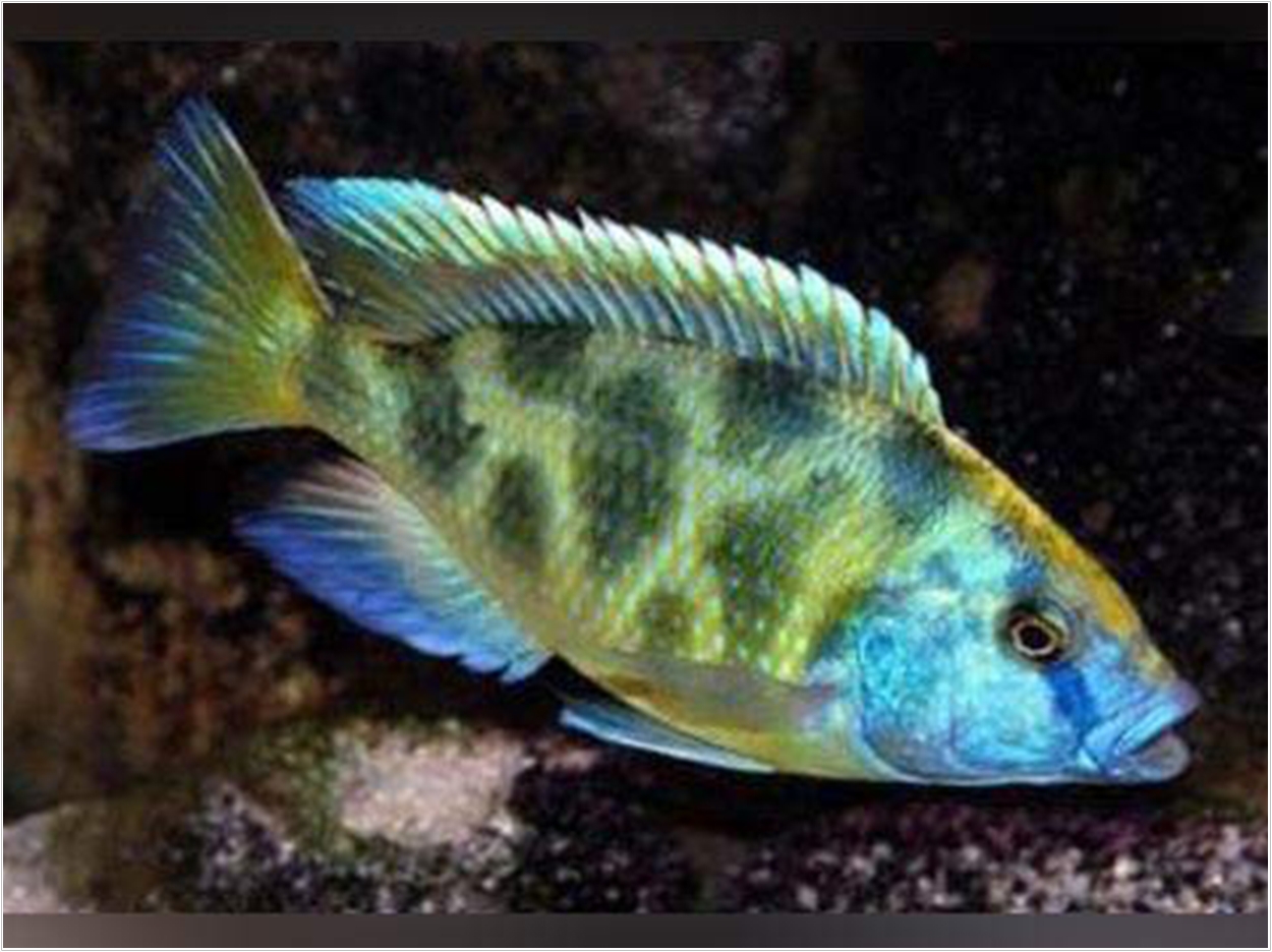A venustus cichlid.