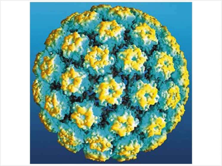Patients with HPV-16 in their mouths are 22 times more likely to develop head and neck cancer.