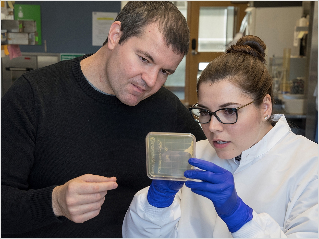URI assistant professor Matthew Ramsey and graduate student Thais Harder De Palma examine oral bacteria cells in a petri dish.