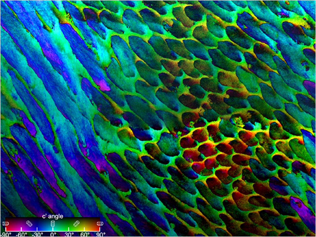 In this map, color is used to distinguish between different crystal orientations within the rod-shaped mineral structures that constitute the building blocks of human enamel. Here, three groups of rods are visible in cross section: longitudinal (left), transverse (right of center), and oblique (center and right). Color shifts within the rods show that their constituent nanocrystals are slightly misaligned with each other.
