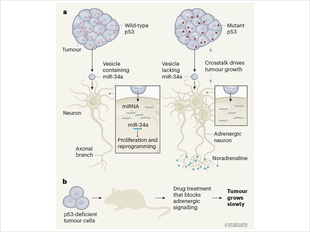 The researchers nalysed head and neck cancers using clinical data and mouse models. a, Tumour cells that expressed wild-type p53 protein released vesicles containing small RNA molecules called microRNAs (miRNAs) that were taken up by neighbouring neurons. An miRNA known as miR-34a blocks neuronal proliferation, and the neurons were maintained in their current state. By contrast, tumours that had a mutant version of p53 released vesicles that lacked miR-34a. In this case, neurons increased in number in the vicinity of the tumour, and these cells were reprogrammed as adrenergic neurons that express the molecule noradrenaline. These neurons had more axonal branches than did those near tumours that expressed wild-type p53. Interactions between adrenergic neurons and the tumour aided cancer growth. b, When mice received a transplant of p53-deficient tumour cells, treatment with a drug (carvedilol) that blocks adrenergic signalling pathways slowed tumour growth. This might provide a new therapeutic tool for targeting tumours that need neighbouring adrenergic neurons for their growth. Graphic courtesy of Nature.