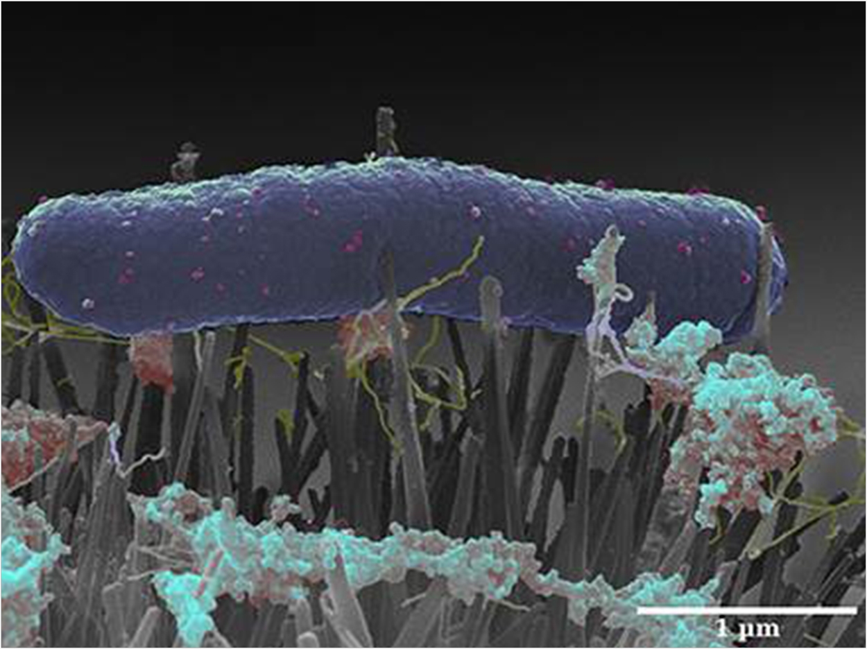 An E-coli bacteria lying on a bed of nano-nails. Professor Bo Su, University of Bristol