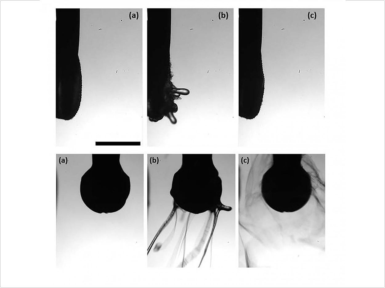 Using polyacrylic acid solution in water as irrigation fluid in dentistry reduces risk of aerosolized pathogens. Here, the polymer is shown forming snakelike threads near the tip of a vibrating cavitron scaler (top), and it forms spools near the tip of a turbine-driven dental drill. In both cases, aerosolization is completely eliminated. Images created by Jevon Plog.