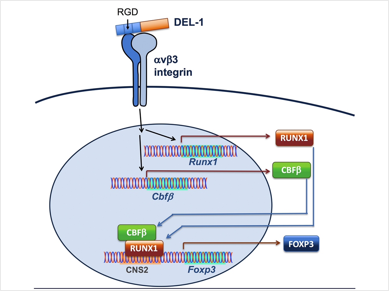 Researchers from Penn teamed with colleagues to decipher the mechanism by which the protein DEL-1 leads to the generation of T cells expression FOXP3, which rein in inflammatory responses, such as those responsible for autoimmune disease. Courtesy of the Hajishengallis laboratory