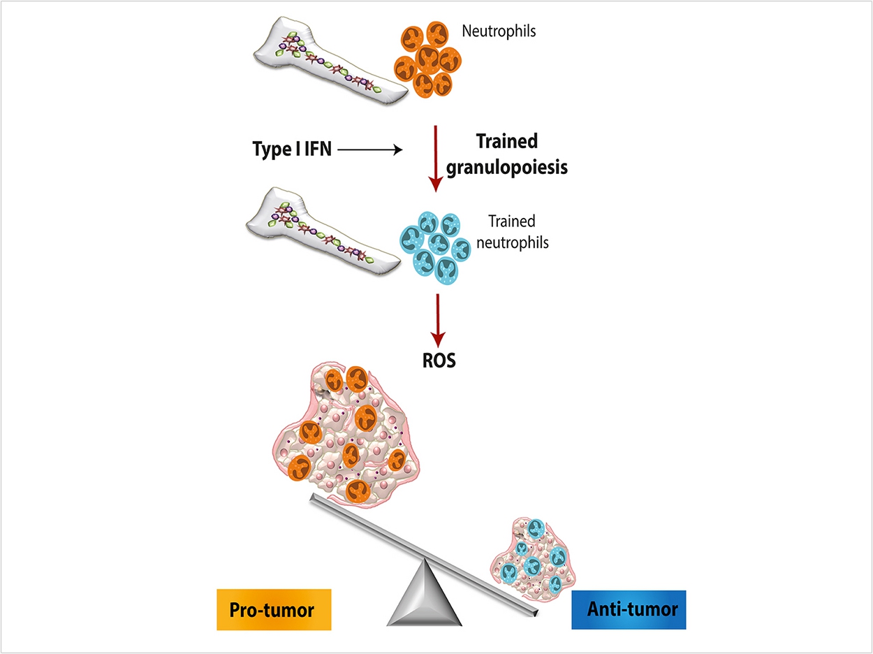 So-called innate immune system training can inspire a more robust immune response against threats such as cancer. An international group led by Penn Dental Medicine researchers unpacked the mechanism by which the training plays out in the body. Courtesy of the Hajishengallis laboratory
