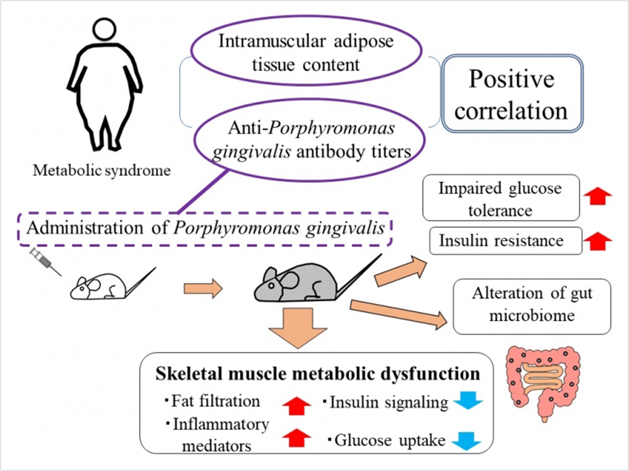Anti-Porphyromonas gingivalis antibody titers positively correlated with intramuscular adipose tissue content in metabolic syndrome patients. Administration of P gingivalis impaired glucose tolerance and insulin resistance and altered the gut microbiome. Skeletal muscle of recipients of P gingivalis exhibited fat infiltration and lower glucose uptake with higher inflammatory mediators and lower insulin signaling.