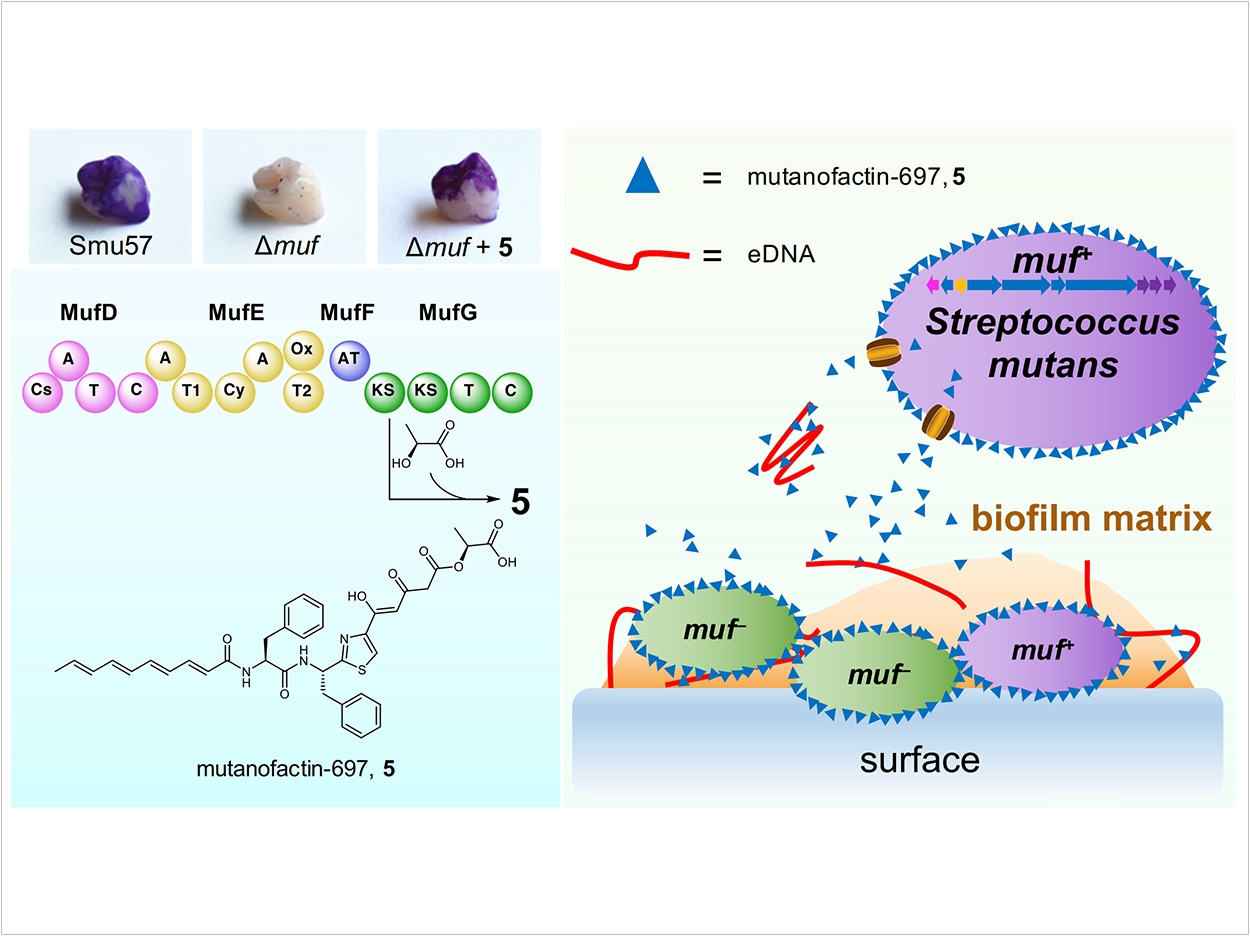 (Left up panel) Effect of biosynthetic gene cluster muf or mutanofactin-697 (5) on biofilm formation on the surface of artificial acryl teeth. (Left bottom panel) Proposed biosynthetic pathway for mutanofactin-697 (5). (Right panel) Proposed mechanism for mutanofactin-697 (5)-promoted biofilm formation of streptococci. After being biosynthesized and secreted from a producing streptococcus, 5 binds to self and neighboring streptococci, forming surface layers around bacterial cells. The hydrophobic layer increases bacterial cell surface hydrophobicity, promotes initial bacterial adhesion and subsequent biofilm formation and maturation. In addition, 5 also directly binds to eDNA and facilities eDNA-mediated cell aggregation and biofilm formation.