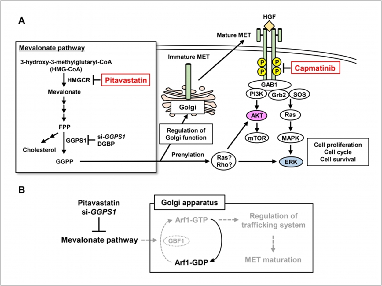 The anticancer functions of the combination of pitavastatin and capmatinib. The relationship between the mevalonate pathway and each survival or growth pathway (a). Induction of dysfunction of the Golgi apparatus by inhibition of the mevalonate pathway (b).