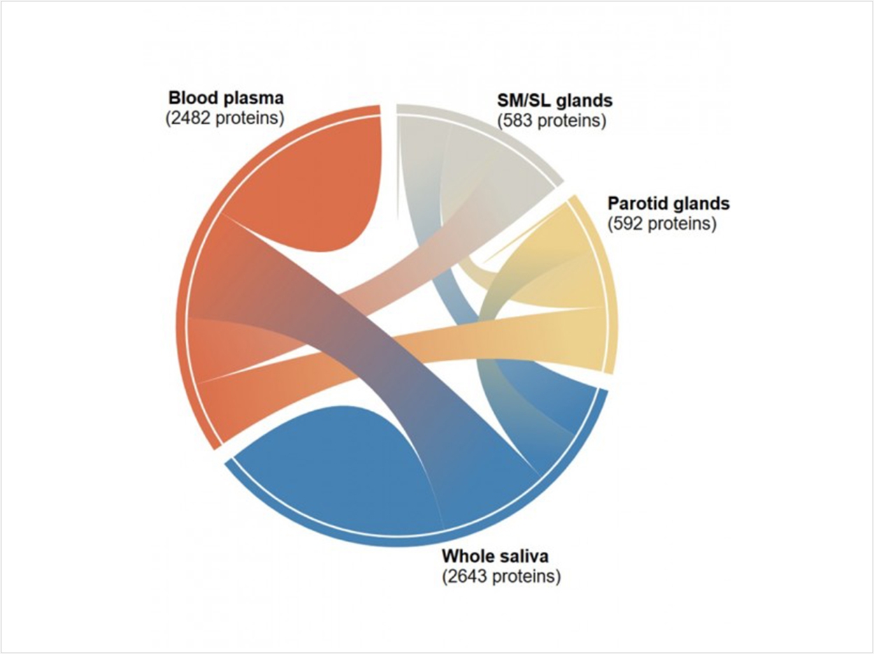 A diagram that shows the interconnectedness of the thousands of salivary proteins originating from blood plasma, parotid glands, and submandibular and sublingual glands. The diagram is one of many tools available to researchers and clinicians through the Human Salivary Proteome Wiki. National Institute of Dental and Craniofacial Research