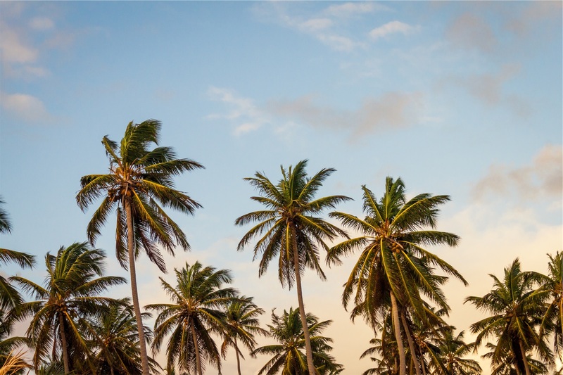 palm medical